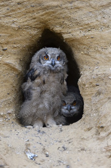 Control view... European eagle owl (Bubo bubo), two young birds, young owls sitting in the entrance
