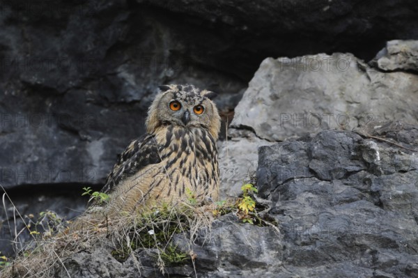 In the rock face... European eagle owl (Bubo bubo), young owl sits relaxed in a rock face,