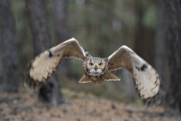 Eye to eye... Bengal Eagle Owl (Bubo bengalensis), eagle owl flies head-on towards the camera, owl