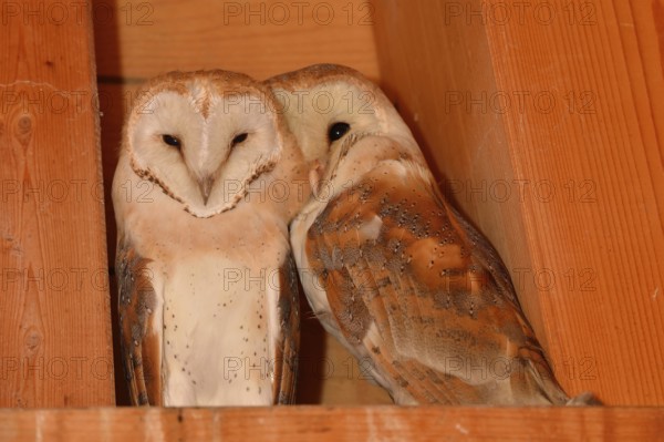 Nestled together... Barn owl (Tyto alba), two young barn owls sitting close together in the wooden