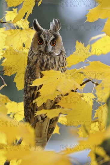 Eye contact... Long-eared owl (Asio otus), owl in its roosting tree amidst golden-yellow coloured