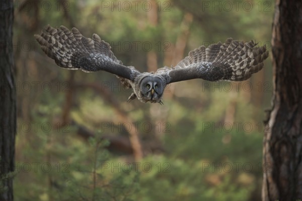 Skilful flyer... Bearded owl (Strix nebulosa) flying silently through the forest, on a prey flight,