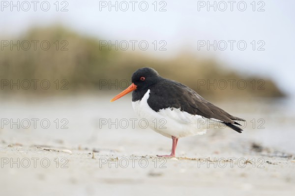 Character bird in the Wadden Sea... Oystercatcher (Haematopus ostralegus), limicole, wading bird,
