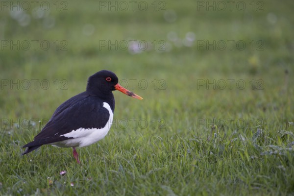 Early in the morning... Oystercatcher (Haematopus ostralegus), limicole, wading bird, foraging in a