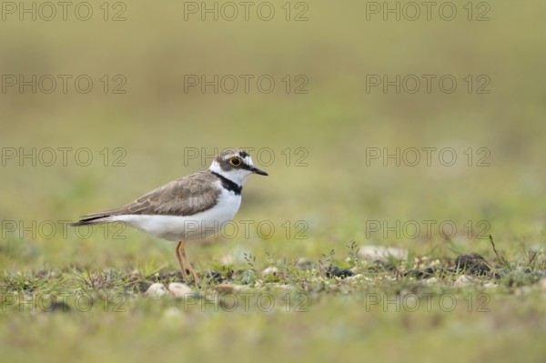 Gravel bank habitat... Little Ringed Plover (Charadrius dubius), small native limicole, wading