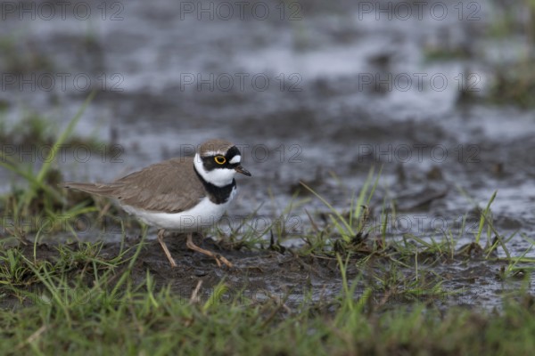 On wet meadows... Little Ringed Plover (Charadrius dubius) on a wet meadow, wetland, in breeding