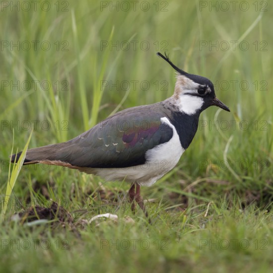 Short crested... Lapwing (Vanellus vanellus), well-known meadow limicole, wading bird that also