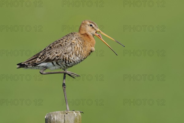 This far and no further... Black-tailed godwit (Limosa limosa) stands exposed on a fence post and