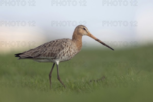 In search of food... Black-tailed godwit (Limosa limosa) on an extensive, wet meadow, typical