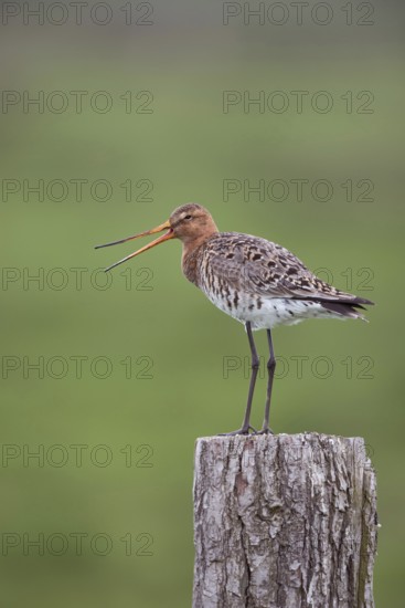 The call... Black-tailed godwit (Limosa limosa), well-known meadow limosa, sitting, standing on a