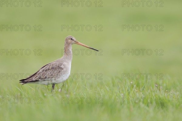 One of our most beautiful meadow birds ... Black-tailed godwit (Limosa limosa) in early spring on a