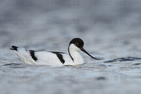 On the high seas... Avocet (Recurvirostra avosetta), swimming on the North Sea coast,