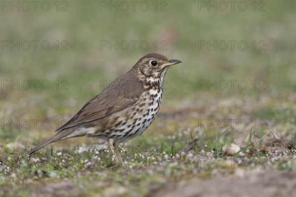 Inconspicuous... Song thrush (Turdus philomelos) in a meadow on the ground, native songbird that is