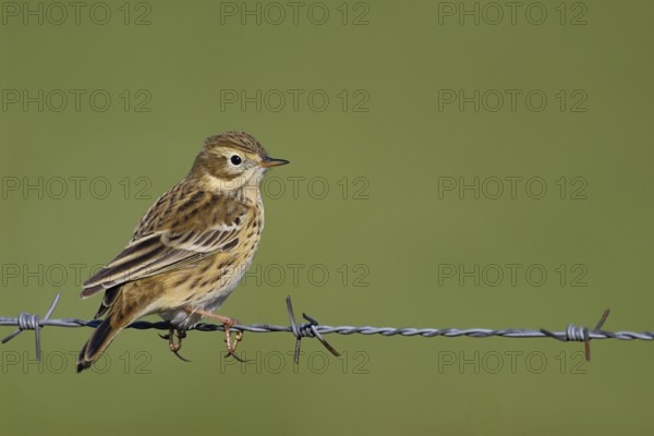 At the Wiesenrain... Meadow pipit (Anthus pratensis) sitting on a barbed wire fence, typical