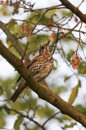 In the evening light... Song thrush (Turdus philomelos) sits hidden high up in the bushes, in a