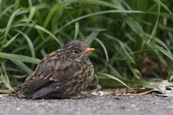 Nestling... Dunnock (Prunella modularis), not yet fledged chick, helpless looking young bird at the