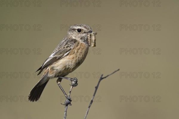 Food for the offspring... Stonechat (Saxicola torquata), female sits with prey in her beak on the
