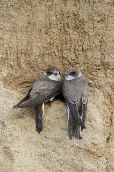 A pair... Sand martin (Riparia riparia), two sand martins sitting together at the entrance to their