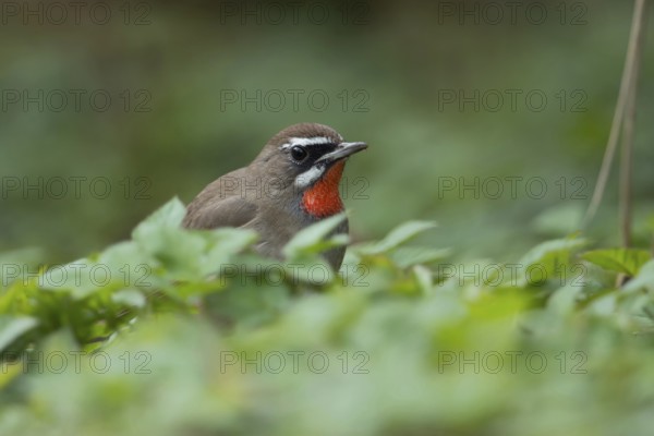 Deep in the vegetation... Ruby-throated Robin (Luscinia calliope), male, male songbird in splendid