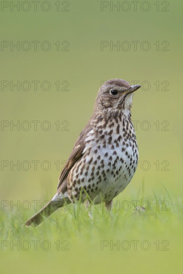 Gifted singer... Song thrush (Turdus philomelos) on the ground on grass, in breeding plumage,