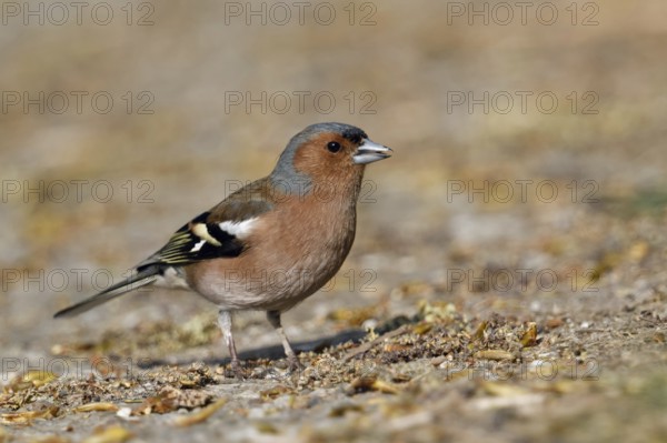 In search of food... Chaffinch (Fringilla coelebs) sits on the ground, male in splendid plumage,