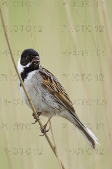 Typical reed dweller... Reed bunting (Emberiza schoeniclus), male singing in a typical environment
