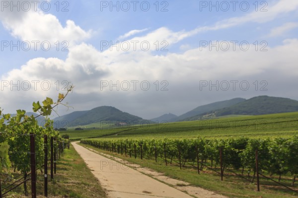 Path between vineyards, in the background the Palatinate Forest, Southern Palatinate, Palatinate,