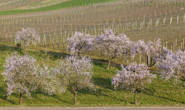 Almond tree blossom (Prunus dulcis), spring in the Southern Palatinate, Palatinate,