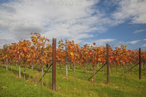 An autumnal vineyard with brightly coloured leaves under a blue sky with clouds, Southern