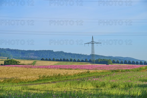 Opium poppy (Papaver somniferum), wide landscape with flowering poppy fields and a power pole on