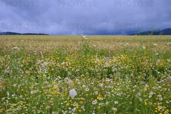 Blooming wildflowers in front of a corn field under a cloudy sky, summer, Germerode, Geo nature