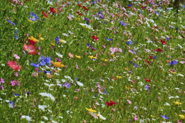 Colourful wildflower meadow with vibrant colours, summer, Germerode, Geo nature park Park