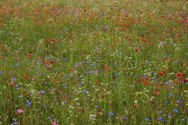 Meadow full of colourful wildflowers and poppies in a natural setting, summer, Germerode, Geo