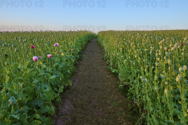 Opium poppy (Papaver somniferum), field of poppy capsules through which a narrow path leads,