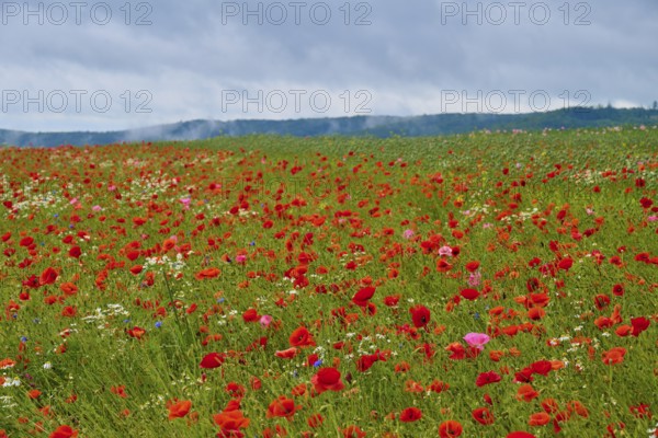 Red poppy (Papaver rhoeas), poppy capsules and scattered wildflowers, stretch out under an overcast