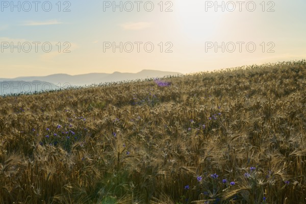 Opium poppy (Papaver somniferum), golden cornfield with wildflowers at sunrise in front of a hilly