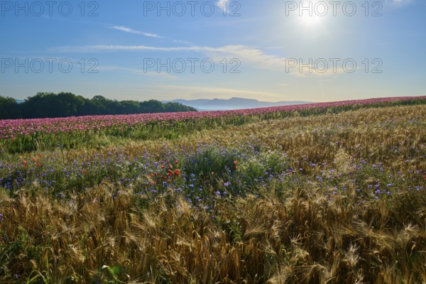 Opium poppy (Papaver somniferum), view over grain and poppy fields with colourful wildflowers under