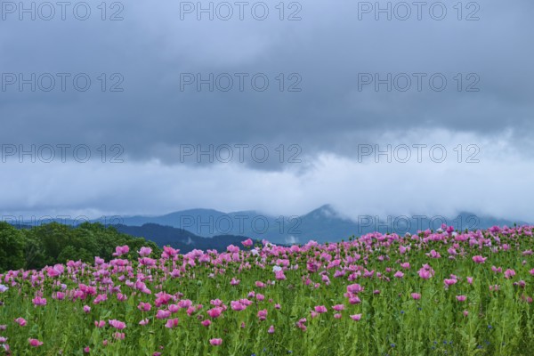 Opium poppy (Papaver somniferum), pink poppy field under a cloudy sky with mountains in the