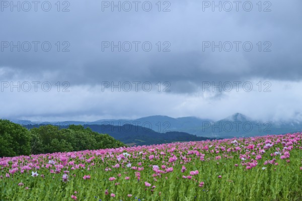 Opium poppy (Papaver somniferum), pink poppy field under a dramatic cloudy sky in a hilly