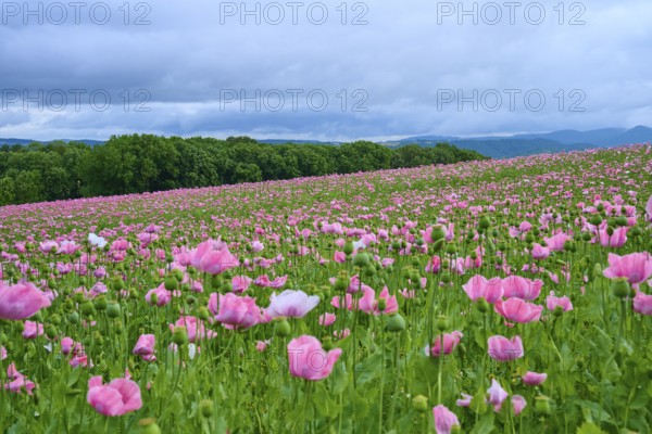 Opium poppy (Papaver somniferum), extensive pink poppy field under a cloudy sky with panoramic