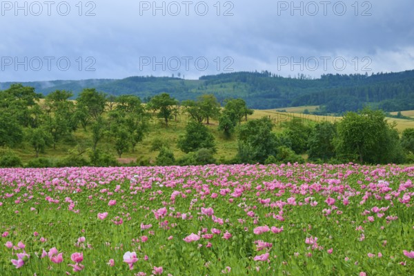 Opium poppy (Papaver somniferum), flowering poppy meadow in front of wooded hills under a cloudy