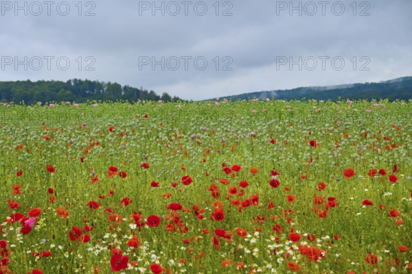 Wide field with red poppies (Papaver rhoeas), under a grey sky, summer, Germerode, Geo nature park