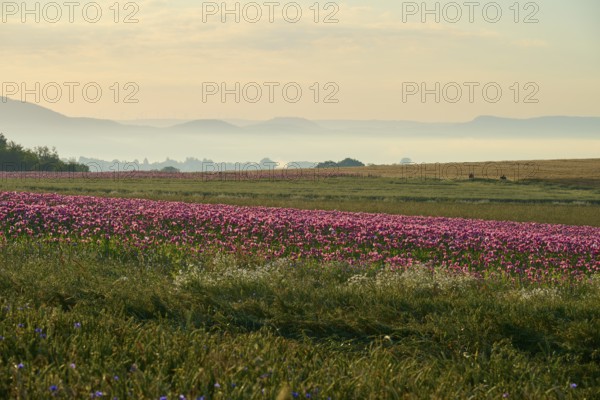 Opium poppy (Papaver somniferum), wide landscape with blooming poppy fields in the soft morning