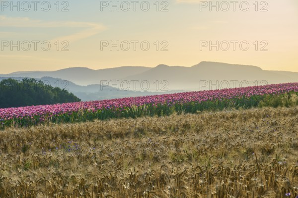 Opium poppy (Papaver somniferum), flowering poppy field next to golden grain field in the soft