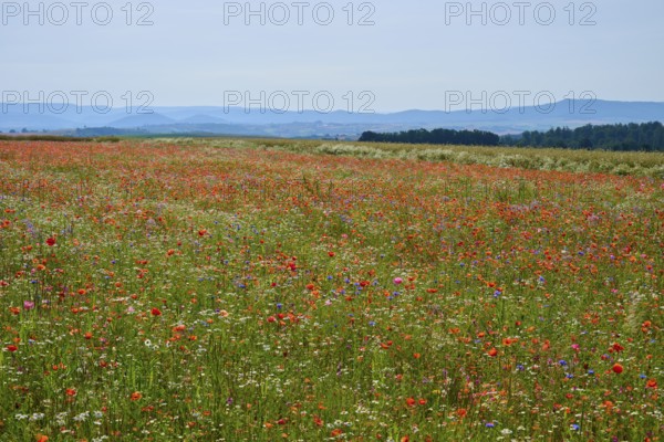 Colourful wildflowers in front of a range of hills, a lively and picturesque view of nature,