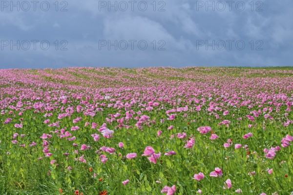 Opium poppy (Papaver somniferum), a field full of pink flowering poppies under a cloudy sky,