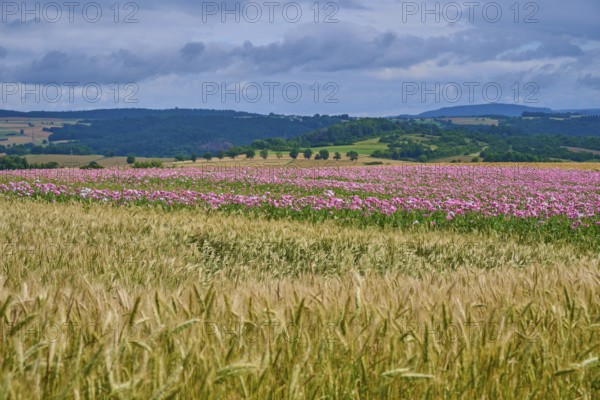 A wide landscape with pink opium poppy (Papaver somniferum), and corn fields under a cloudy sky,