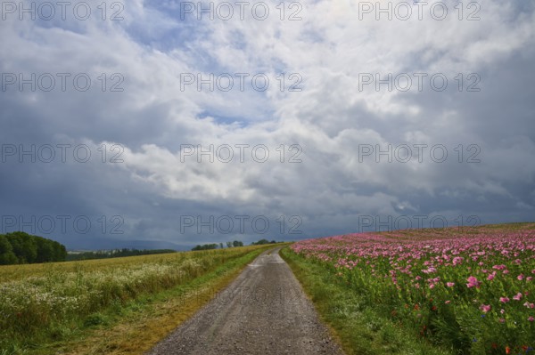 A country lane, adjacent to a field of opium poppy (Papaver somniferum), and grain field, under a