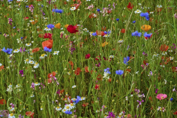 Colourful wildflowers, including red poppies, in a lively meadow, summer, Germerode, Geo nature