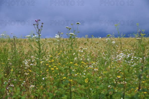 Meadow with various wildflowers and grasses under a cloudy sky, summer, Germerode, Geo nature park